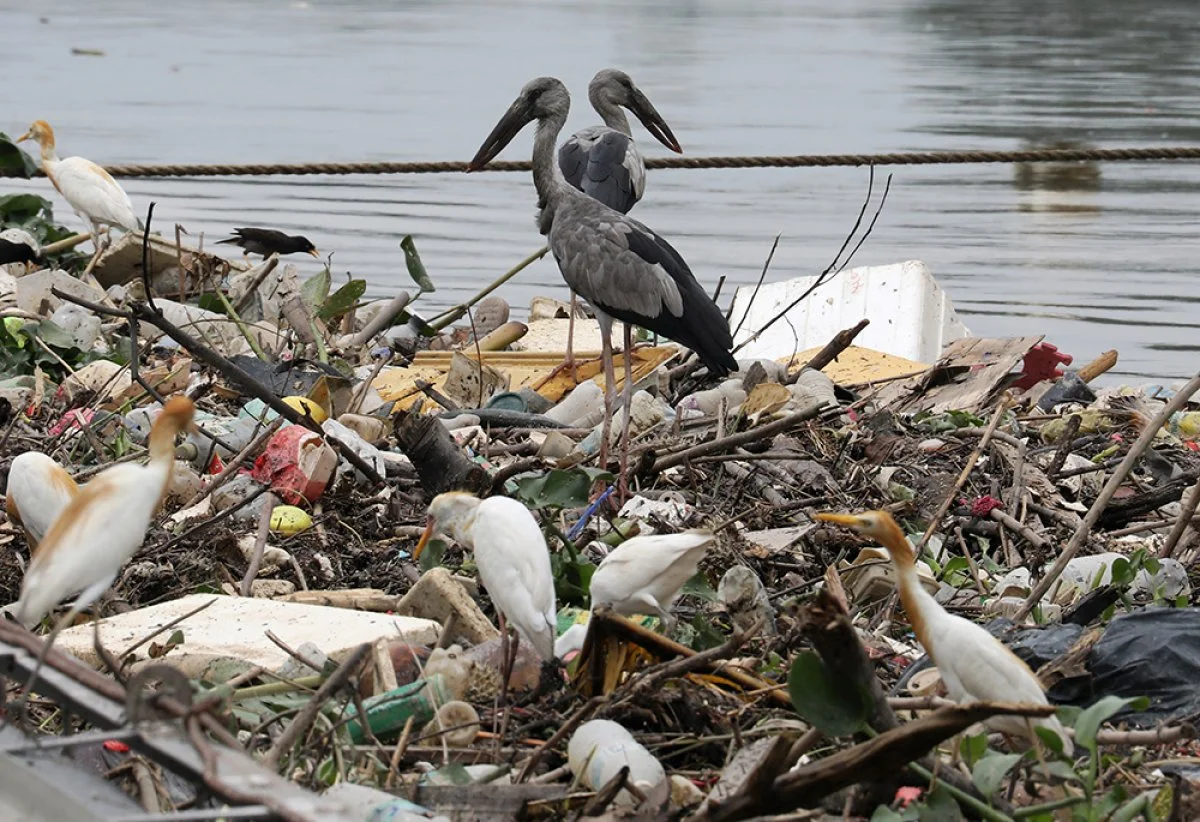 Birds search for food on trash collected by a log boom on a river in Klang, Malaysia, on World Environment Day. The theme of World Environment Day 2020 was 