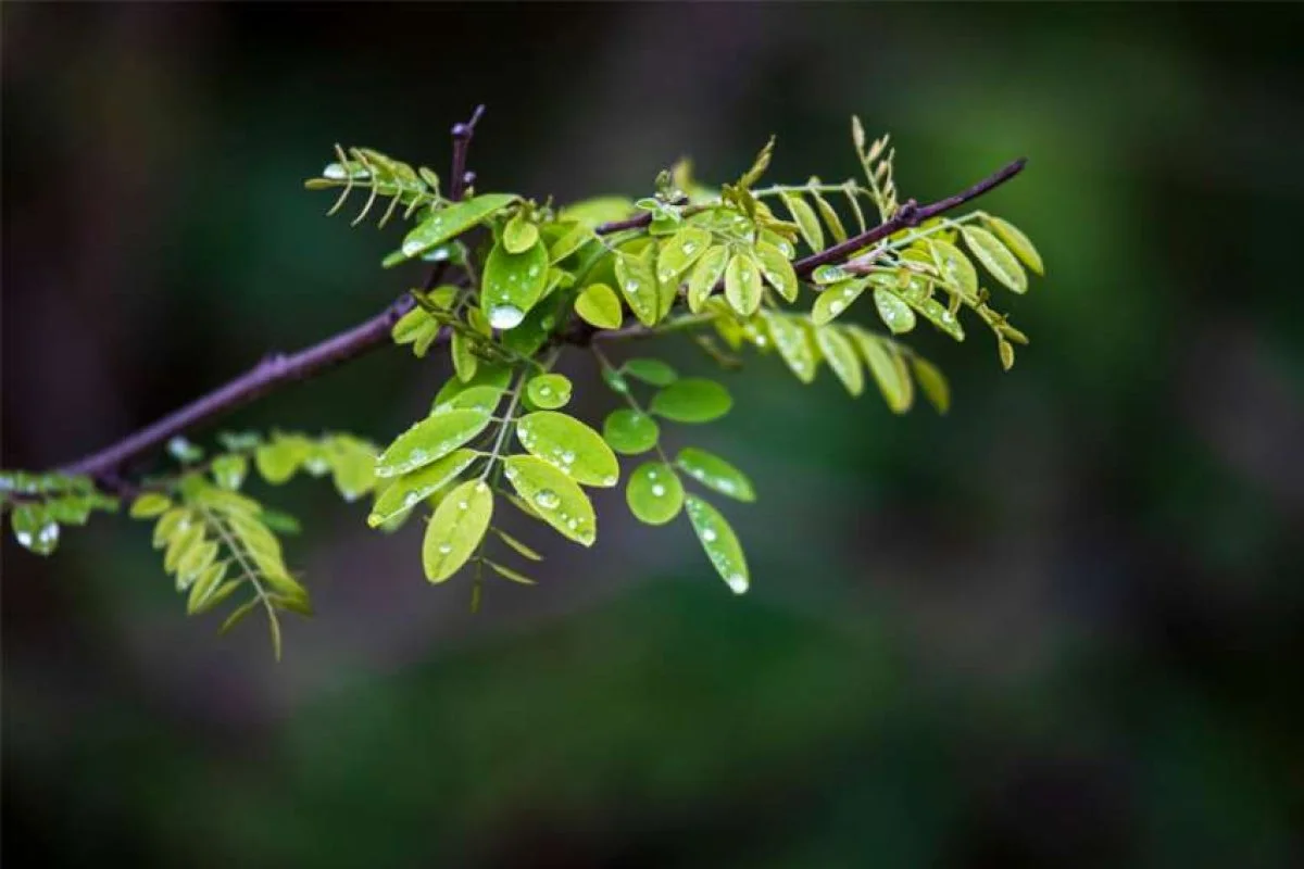 Ecology comes first, ‘no ifs, ands or buts’ say religious congregations