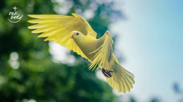 <a href='https://www.pexels.com/photo/flying-yellow-bird-459198/' target='_blank'>Pexels photo</a>