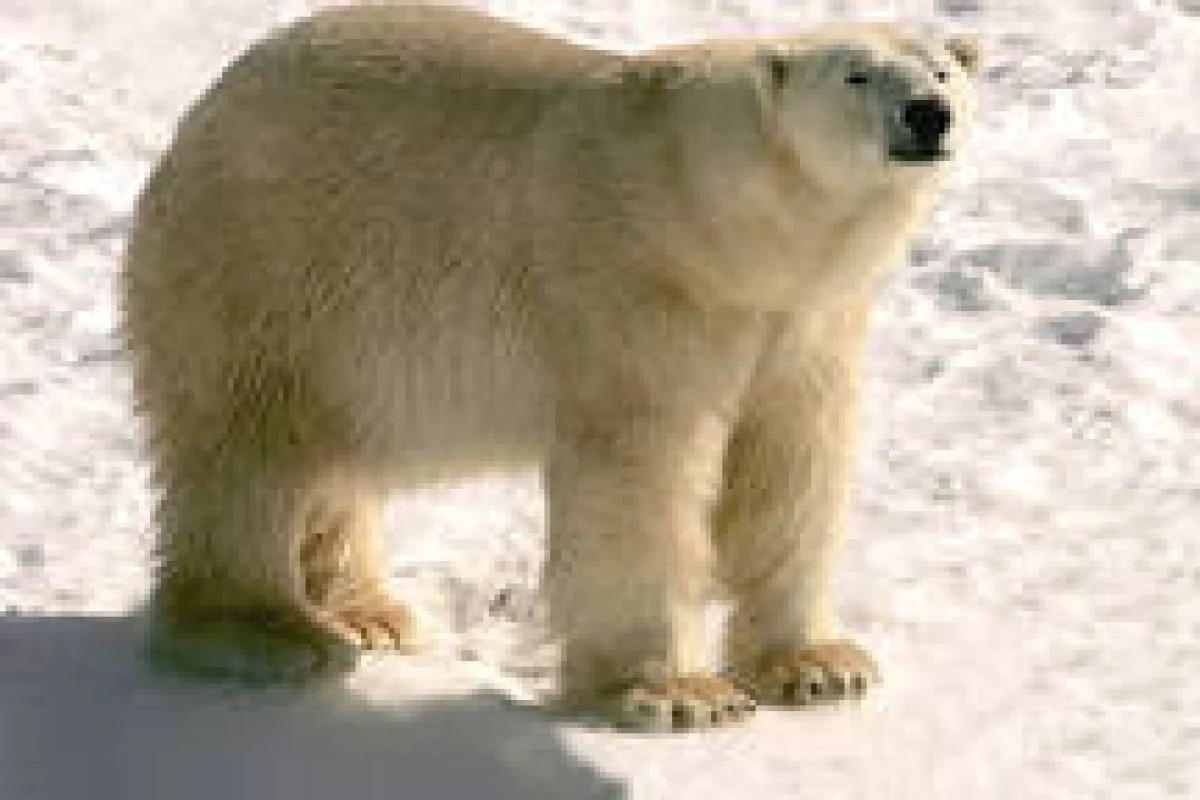 The symbol of the TRC event in Inuvik this June will be the bear, which is regarded by native people as having the spirit of the warrior and protector