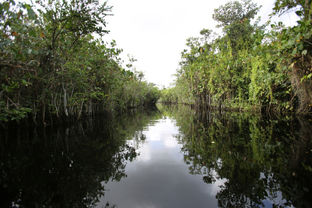 Trees line the banks of a creek along the Pomeroon River in the interior of Guyana. The Catholic Church supports the efforts of scientists to study the causes and effects of climate change. Photo: CNS/Bob Roller