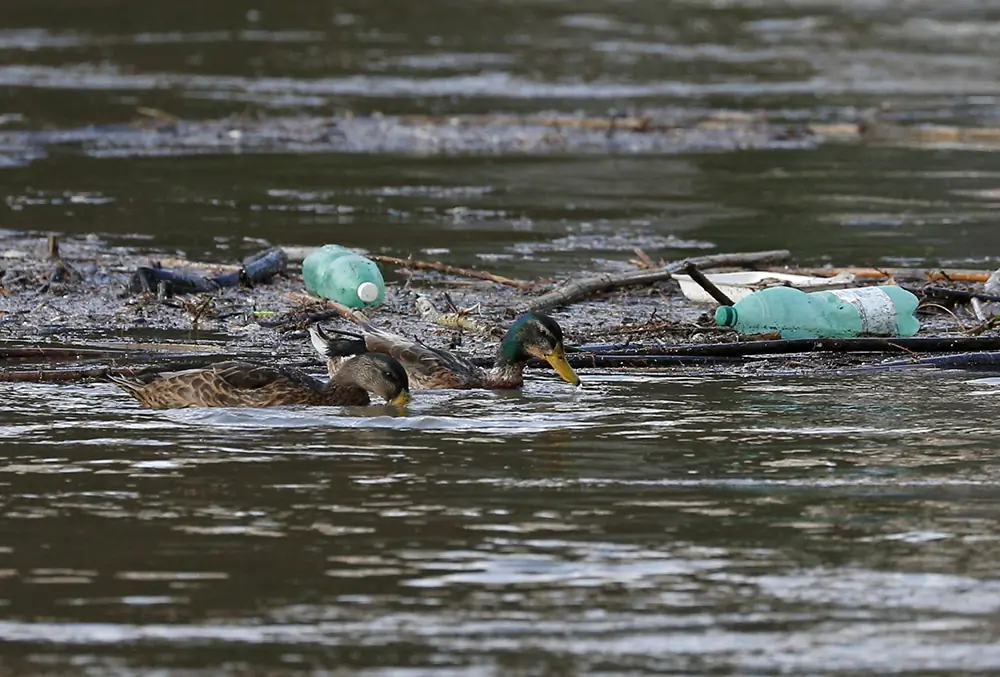 Ducks swim past plastic bottles and other debris floating on the Tiber River in Rome. In his 2015 encyclical, <i>Laudato Si', on Care for Our Common Home</i>, Pope Francis said that 'the earth, our home, is beginning to look more and more like an immense pile of filth'