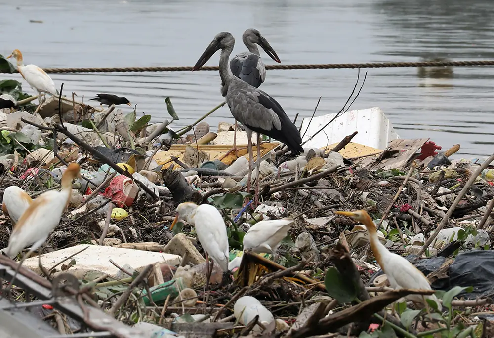 Birds search for food on trash collected by a log boom on a river in Klang, Malaysia, on World Environment Day. The theme of World Environment Day 2020 was 